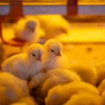 ???? Poultry – From Hatchery to Market