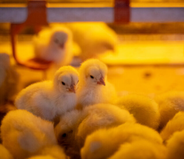 bbs417758_25-848x565